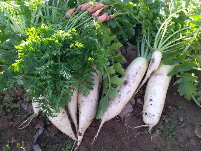 助けを求めている野菜のイラスト