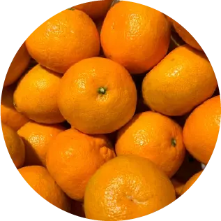 みかんの写真