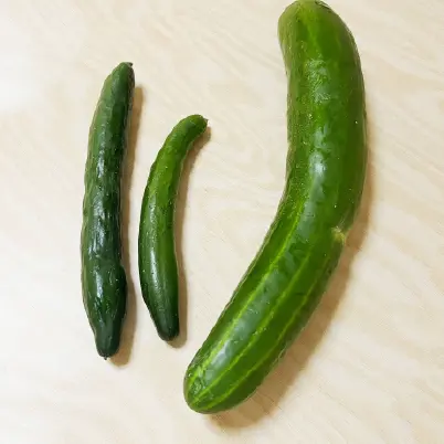小さいきゅうりの画像