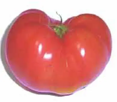 大きくなったトマトの画像