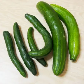 きゅうりの画像